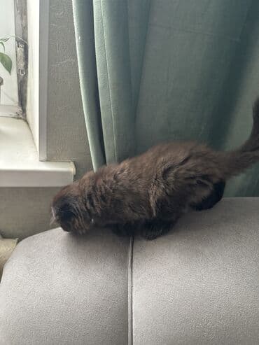 сколько стоят вислоухие кошки: Шотландские котята с вислыми ушками (fold). На фото — два малыша: - — 5