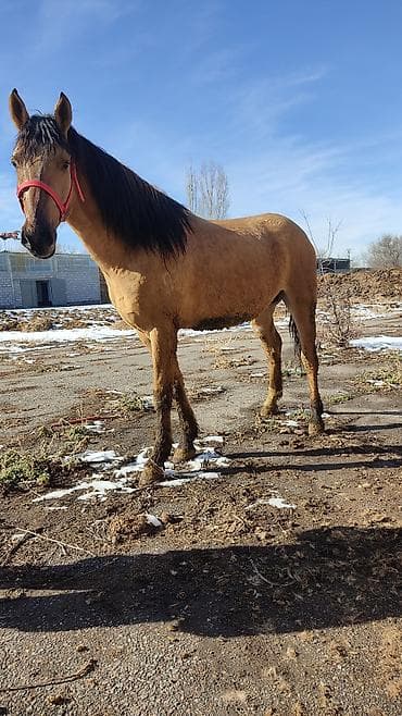 белый конь: Продаю | Конь (самец) | Конный спорт — 3