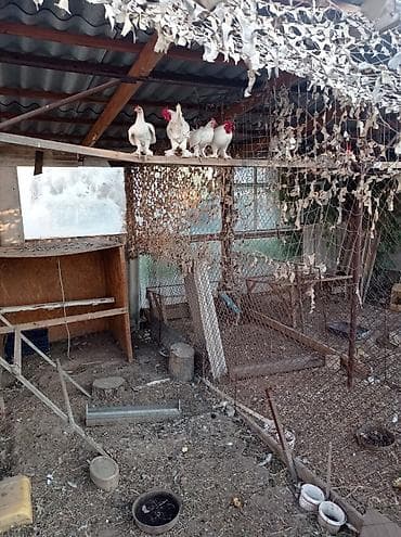 кеклик бишкек: Продаю декоративных курей — 1