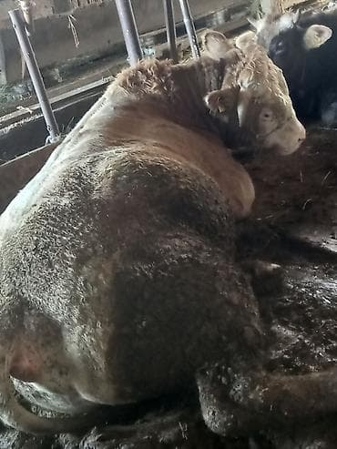 Ветеринар кызматы: Сатам | Бука (эркек) | Симментал | Бордоп семиртүү үчүн, Союуга, Көбөйтүү үчүн — 7