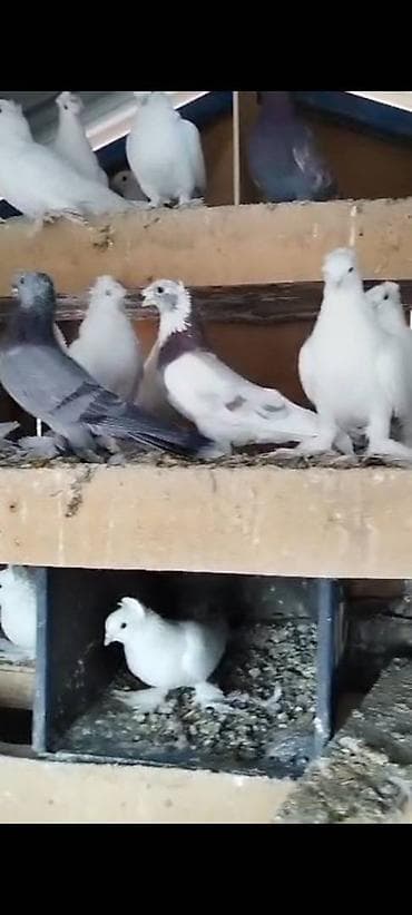 мышык сатып алам: Племенных голубей старопородный — 6