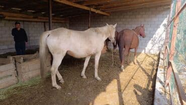 цены собак: Продаю | Кобыла (самка) | Английская — 5