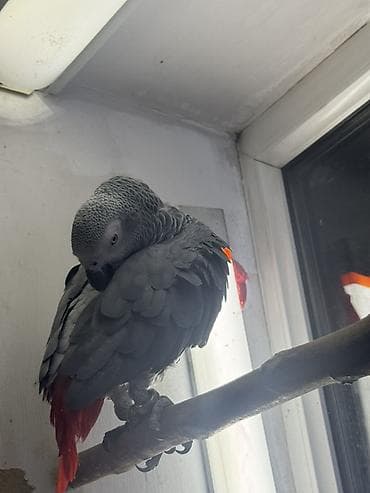 купить орла птицу: Предлагается к продаже африканский серый попугай (жако). Эта птица — 2