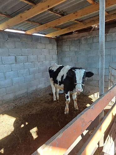 арслан кой: Продаю | Бык (самец) | Голштин | На откорм | Привязанные — 2