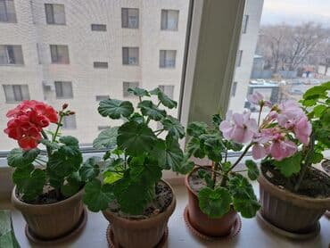 семена помидор бишкек: Комнатные цветы: фиалкигерани,фикусы,сансивьерия,дифенбахия — 2