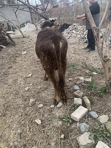 сментал бык: Продаю | Бык (самец) | Полукровка, Швицкая | На откорм | Привязанные — 6