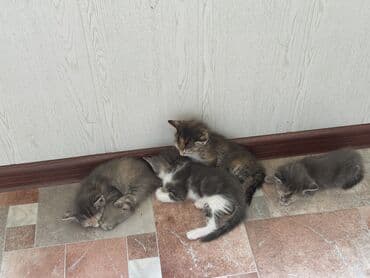 маленький кошки: Породасыз, 1 айлык, Ургаачы — 2