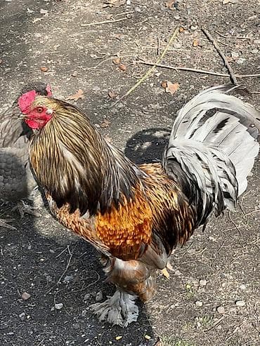 клетка для попугая корелла: Птицы — 3