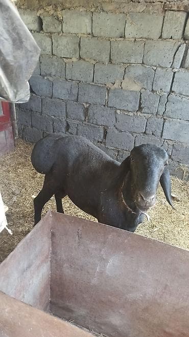 Продаю | Баран (самец) | Для разведения