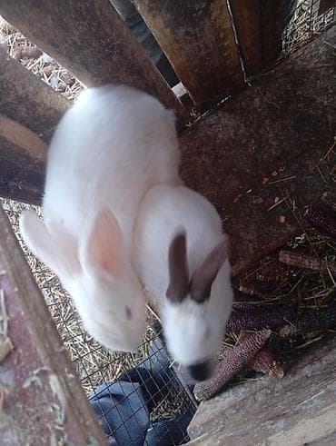 кой сатам: Сатам | Коендун бөжөктөрү | Калифорния | Көбөйтүү үчүн — 2