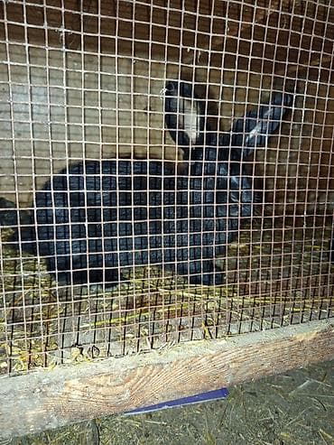 Кролик чёрного окраса в клетке. - Окрас: насыщенный чёрный