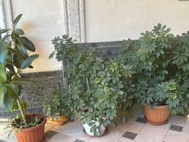 саженцы плодовых деревьев бишкек: 🌿 Продаются комнатные цветы! 🌿 ✨ В наличии: крупный и ухоженный Фикус — 2