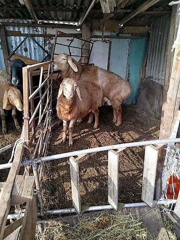 сөөл жан: Сатам | Кочкор (эркек) | Арашан — 3