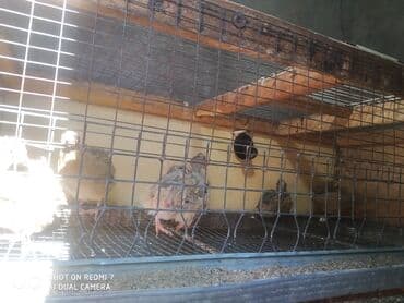 яйцо пасхальное сентябревъ: Перепелиные яйца в лотках - Натуральные яйца перепелов, пятнистая — 3