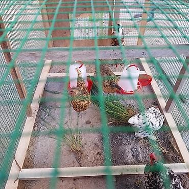 кохинхин карликовый: Продаю | Куры | Для разведения — 9