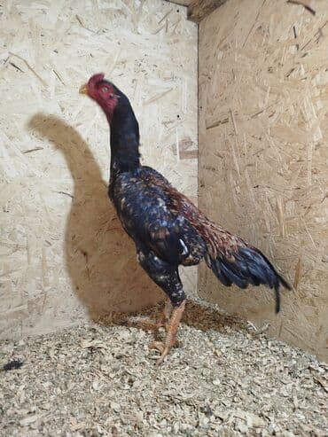 попугай ара бишкек: Дакан короз сатылат алмашу жолдору бар адрес Заря Тынчтык конушу кочо — 5