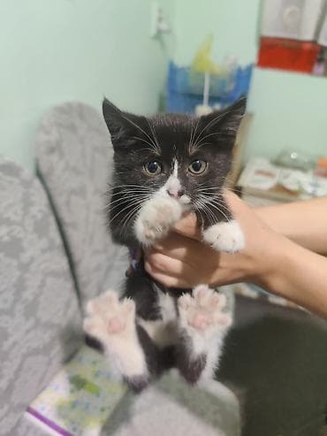 као мани: Кошка даром: Беспородная, 1 месяц, Девочка, Приучена к лотку — 1