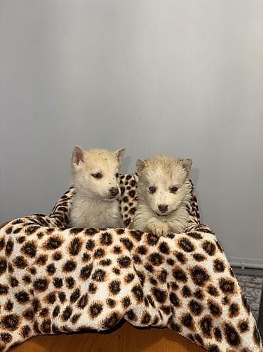 купить собаку хаски: Щенки чистокровные хаски светлого окраса мальчки и девочка месяц — 7