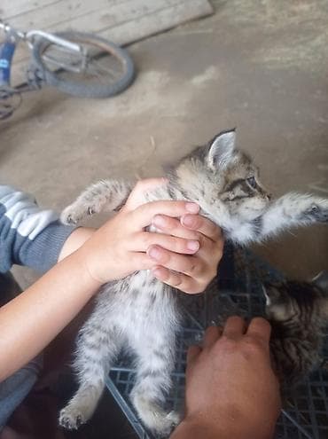 сухое молоко для котенка: Котята полосатые, короткошёрстные, классического окраса 1 штук 100 сом — 4