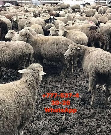 Продаю | Овца (самка) | Для разведения at lalafo.kg Продаю | Овца (самка) | Для разведения