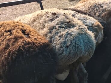 булдок ит: Продаю | Баран (самец) | Гиссарская, Арашан | На забой — 8