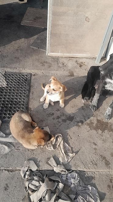 европейская овчарка цена: Отдам даром щенят. остались 3 девочки. вырастут средними. очень — 5