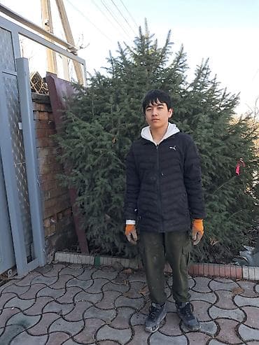 Ёлки: Пышная натуральная ель для дома/двора 6тыс. за штуку - Порода: ель — 3