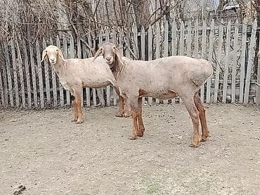 купить ягнята: Продаю | Овца (самка) | Эдильбаевская | На забой | Матка — 7