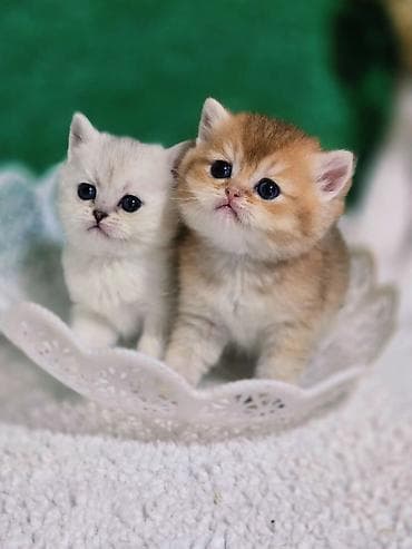 ош котенок: Британская короткошёрстная, 1 месяц, Девочка, Золотая шиншилла — 7