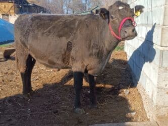 сколько длится беременность коровы: Продаю | Корова (самка) | Алатауская, Швицкая | Для разведения, Для молока | Племенные, Стельные, Искусственник — 1