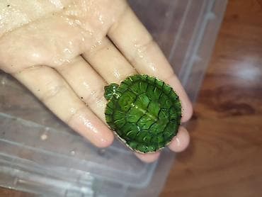 черепаха живая: Предлагаются: - Молодые водные черепахи красноухая одна большая и — 2