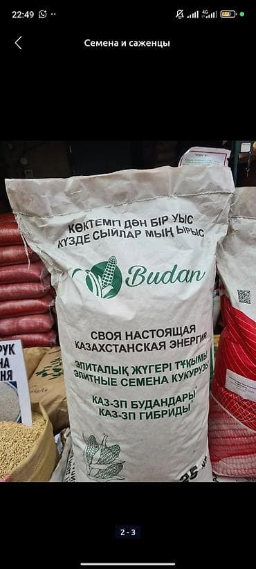 кукуруза рушенный: Сапаттуу жугору уруктар 🌽🌽🌽келишим баада тазалыгына жана чыгышына — 10