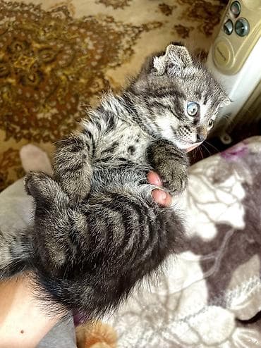 котята фолд: Добрый день всем) отдам милых котят в добрые руки. Все здоровы — 4