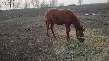 Үй жаныбарлары үчүн товарлар: Сатам | Тай | Жумушка — 3