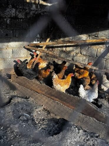 фонд помощи животным: Продаю | Куры | Домашняя | Несушки — 1