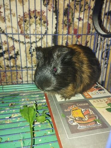 сколько стоит хомяк в зоомагазине: Морская свинка (гладкошёрстная). Окрас: чёрно-рыжий (черепаховый) — 1