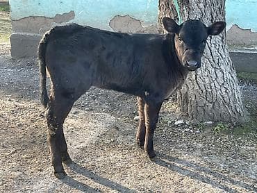 саан уй бишкек: Сатам | Уй (ургаачы), Бука (эркек), Кунаажын | Ангус | Көбөйтүү үчүн — 2