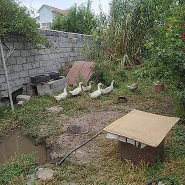 Животные: Утки домашние, больше 2 месяца - Порода: легкий мясо‑яичный тип — 2