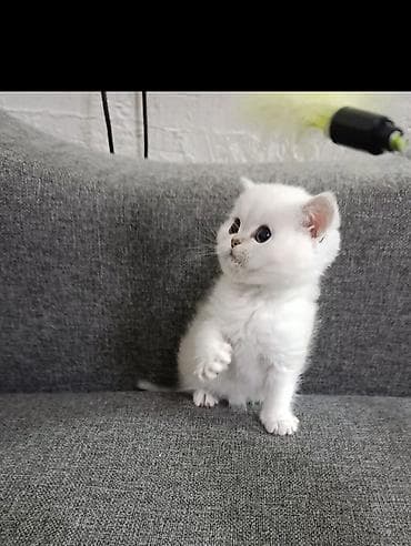 Продажа.Чистокровный шотландский котенок в окрасе колорная серебристая