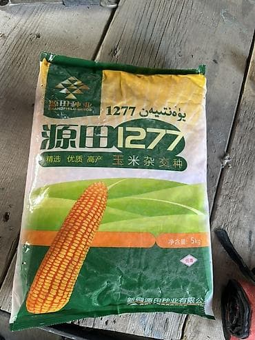 золотые часы бишкек: Кукурузные семена YuanTian 1277 (源田1277) - Производитель: Grandfield — 1
