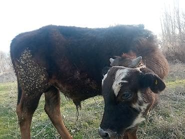 жаныбарлар: Сатам | Бука (эркек) | Бордоп семиртүү үчүн | Байланган — 4