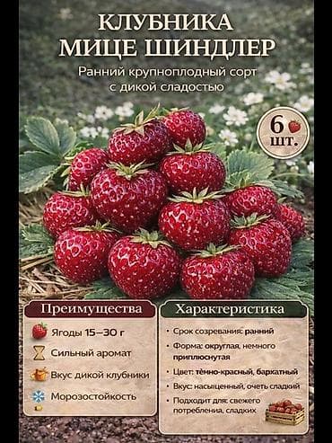 малина ягоды: Продаю очень реткй сорт клубники очень сочная сладкая вкусная сорт — 8