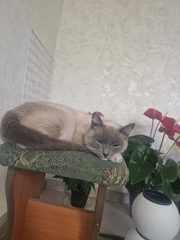 простое одеяло: Кошка сиамской породы,приучена к лотку — 2