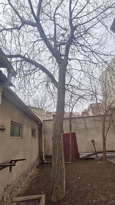 Үй жана бакча үчүн баардык: Продаю деревья Орех 5шт. Многолетние, по 40лет и более. Под само-спил — 4
