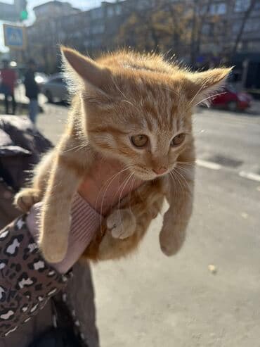 carters для мальчика: Беспородная, 2 месяца, Мальчик, Рыжий — 2