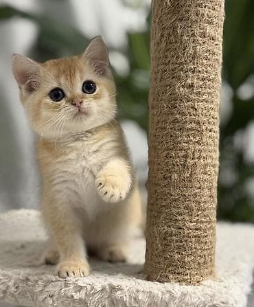 сфинкс кошки: Британский короткошёрстный котёнок, окрас «голден» (тёплый — 2
