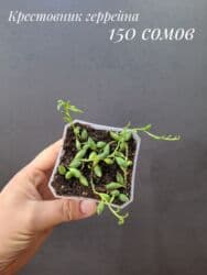 живые растения в аквариум купить: Комнатные растения, цветы (молодые растения, взрослые экземпляры). Не — 22