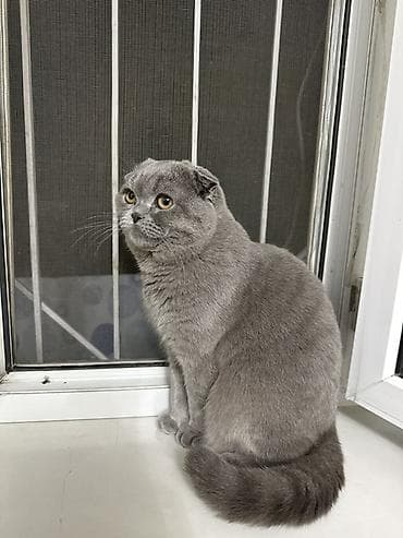 кошка шотланская: Шотландская вислоухая кошка (Scottish Fold), окрас голубой — 3