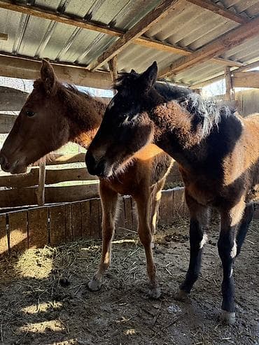 кролики домашние: Продаю | Жеребенок | Для разведения | Племенные — 2