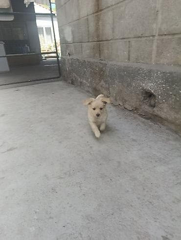 щенки пудель: Отдаем щенков в добрые руки. Щенки — дворняжки, маленькие пушистики с — 6